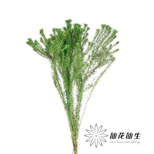 配花 | 染色金鹅绒翡翠绿 商品图1