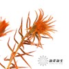 配花 | 染色金鹅绒橙 商品缩略图3
