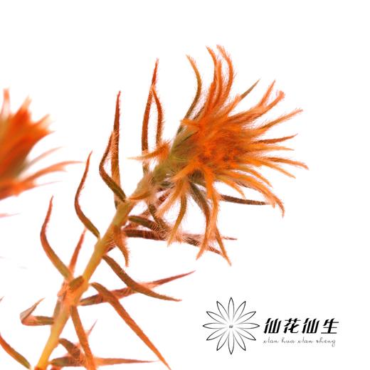 配花 | 染色金鹅绒橙 商品图3