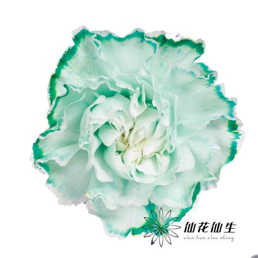 单头康乃馨 | 吸色薄荷绿【国产吸色，可能染色不均匀 介意慎拍】 商品图2