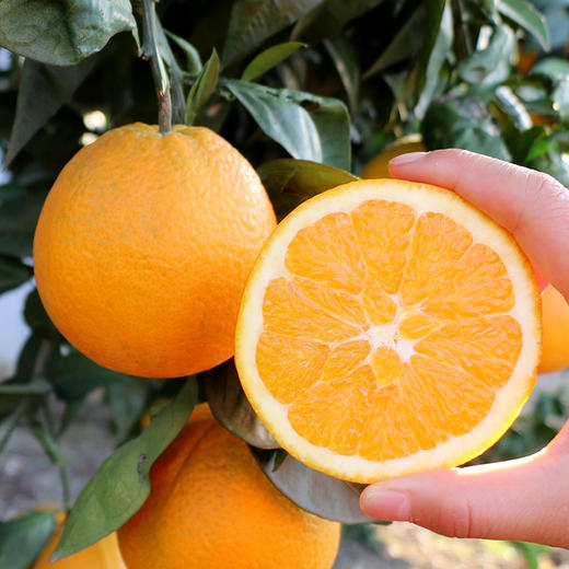 【京东快递】正宗大凉山雷波脐橙 金沙江畔 国家地标产品 不打药 纯甜无酸 表皮橙红光亮 果味四溢 果肉饱满爽脆咀嚼感 BXLXG 商品图2