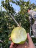 山西玉露香梨5.8元1斤，周三到 商品缩略图7