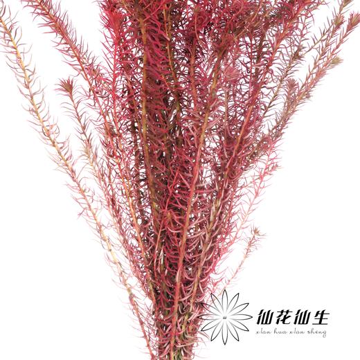 配花 | 染色金鹅绒桃粉 商品图3