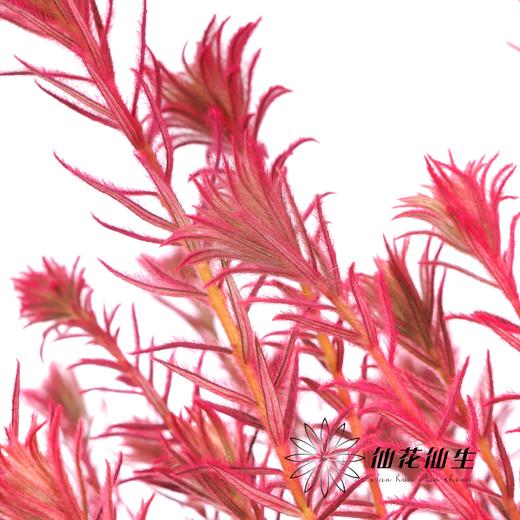 配花 | 染色金鹅绒桃粉 商品图1