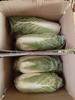 【助农】新鲜包菜//酵素零污染村庄东沁阳种植 商品缩略图2