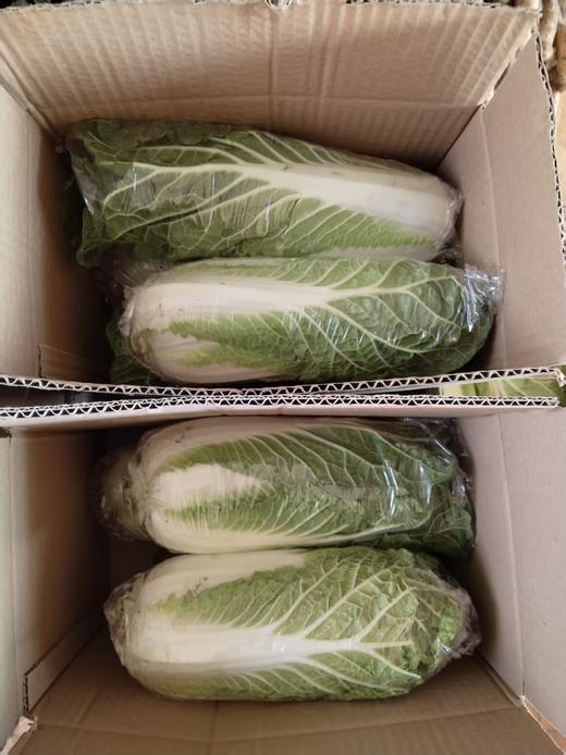 【助农】新鲜包菜//酵素零污染村庄东沁阳种植 商品图2