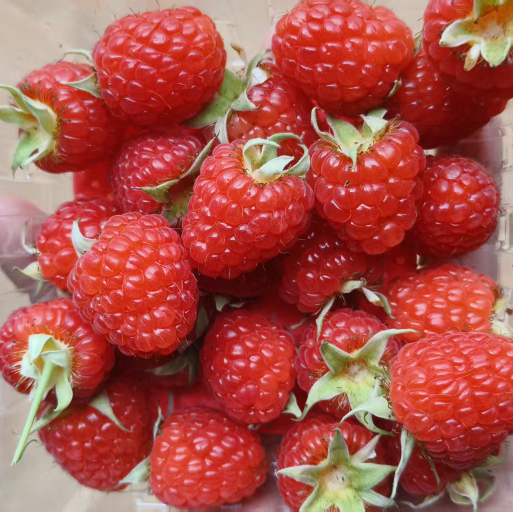 怡颗莓基地红树莓，云南省覆盆子鲜果，颗粒饱满，果香浓郁！12盒1箱