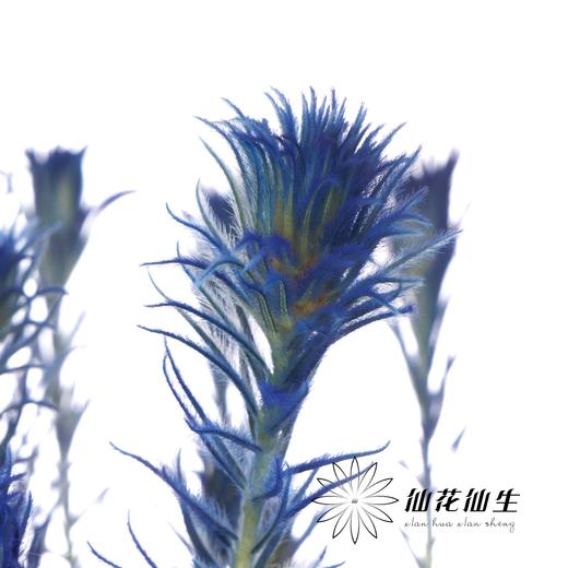 配花 | 染色金鹅绒宝石蓝 商品图2