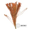 配花 | 染色金鹅绒橙 商品缩略图1