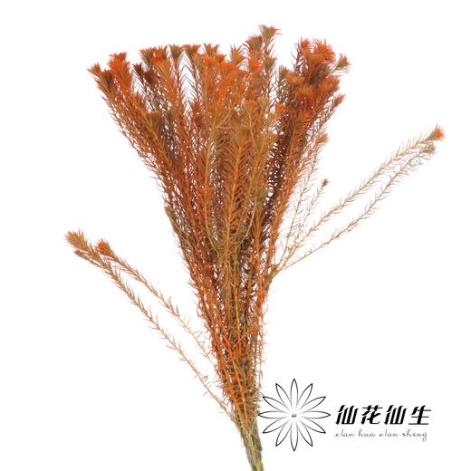 配花 | 染色金鹅绒橙 商品图1