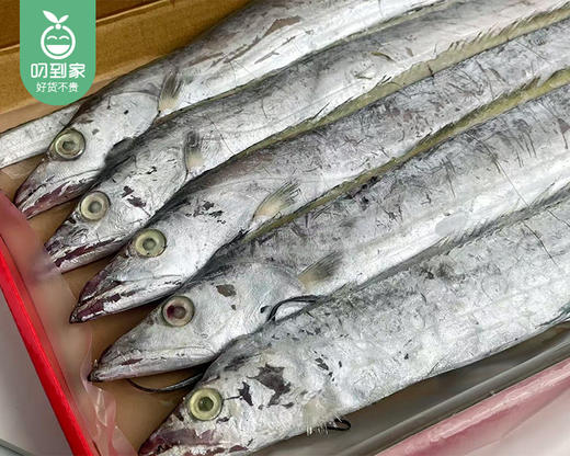 本港深海带鱼礼盒（2-3指）/1盒（约12条，共约1.5kg）生产日期：25年12月 商品图3