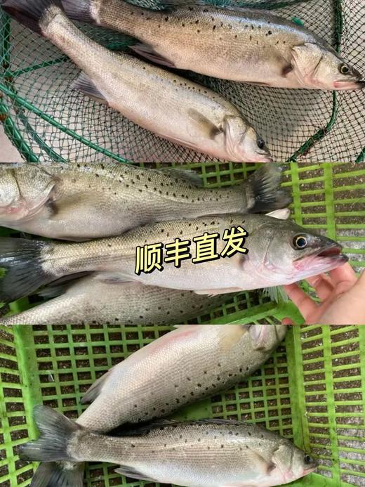 xm❥港岛码头渔船直发！收到还带新鲜劲！！！刚出水的海鲈鱼，宝宝辅食 孕妇营养 清蒸红烧  顺丰活冻冷链 商品图2
