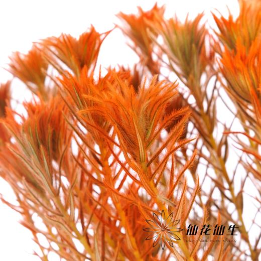 配花 | 染色金鹅绒橙 商品图0