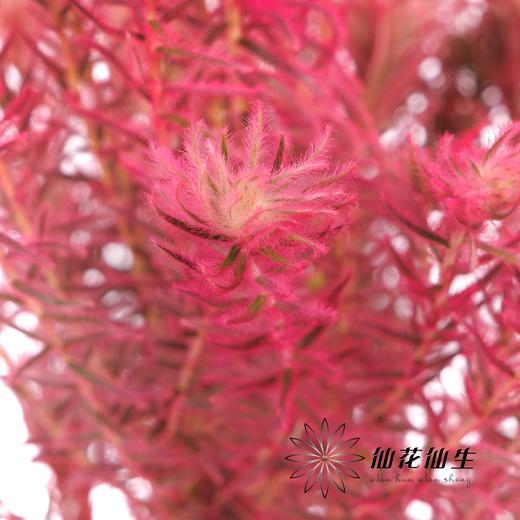 配花 | 染色金鹅绒桃粉 商品图4