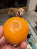 涌泉蜜桔家庭装，口感鲜嫩，水份十足，入口即化 商品缩略图3