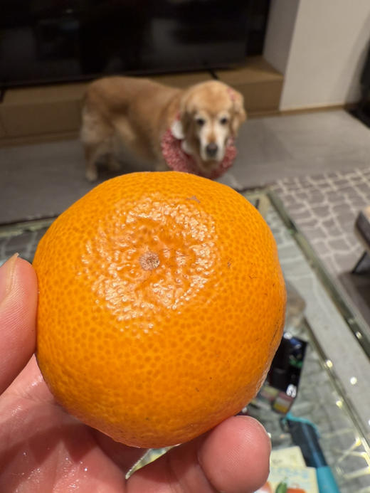 涌泉蜜桔家庭装，口感鲜嫩，水份十足，入口即化 商品图3
