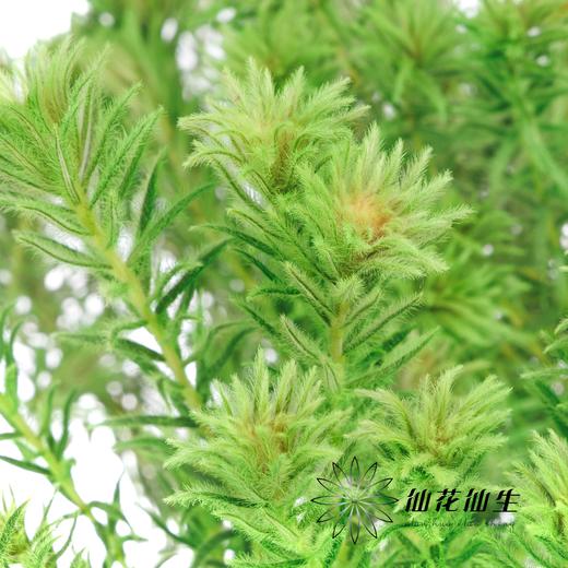 配花 | 染色金鹅绒翡翠绿 商品图3