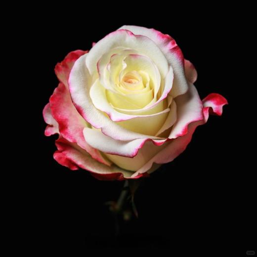 厄瓜多尔进口染色玫瑰Sweetness 甜心鲜切花10支 商品图2