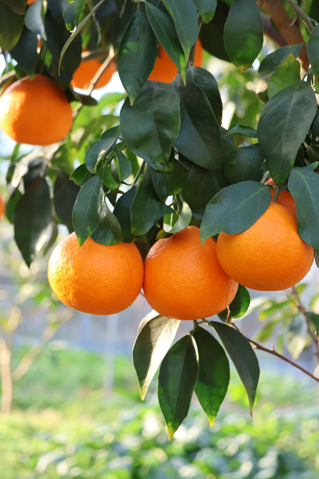 浙江象山  红美人果汁柑橘  Q弹似果冻  汁水丰富无比