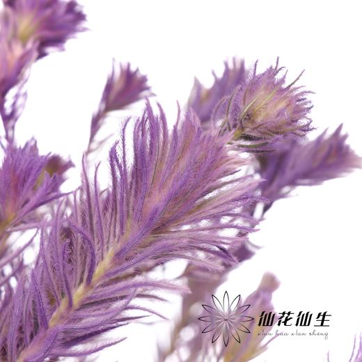 配花 | 染色金鹅绒紫 商品图3