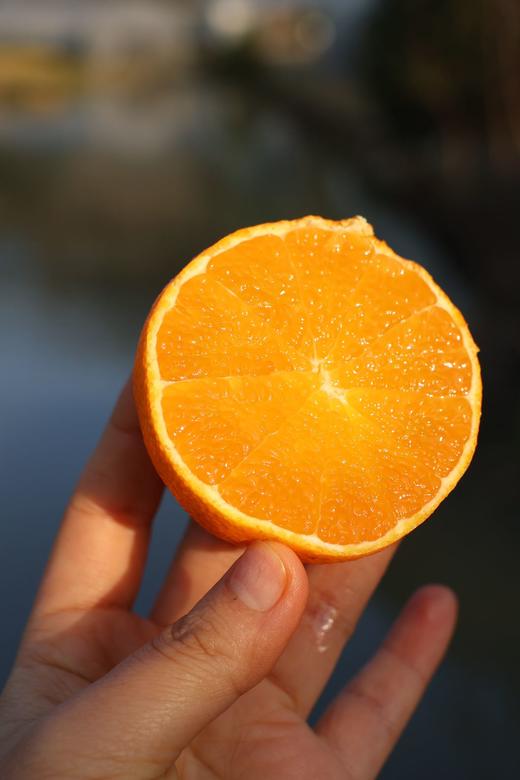 浙江象山  红美人果汁柑橘  Q弹似果冻  汁水丰富无比 商品图9