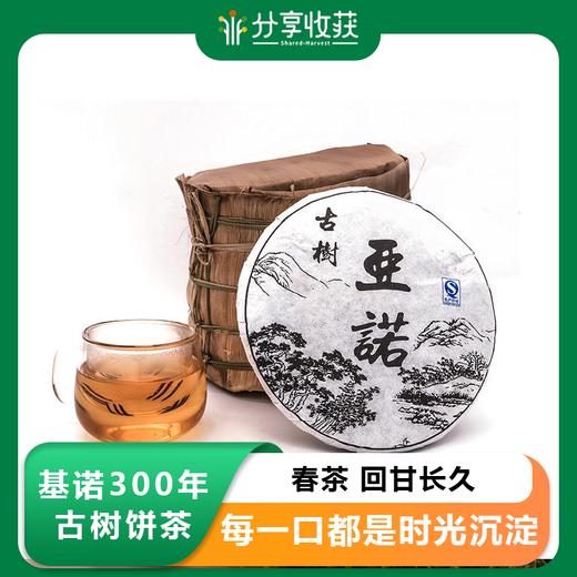 基诺300年古树饼茶 春茶 回甘长久 |公平贸易 | 基地直发 包邮 * Jino 300-Year-Old Spring Cakes Of Compacted Tea | Fair Trade 商品图0