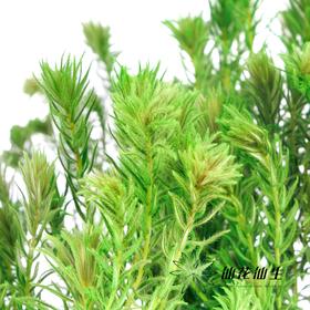 配花 | 染色金鹅绒翡翠绿