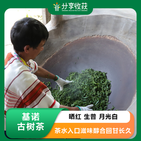 基诺古树茶 晒红 生普 月光白 回甘长久 |公平贸易 基地直发 包邮 * Jino Ancient Tea | Fair Trade