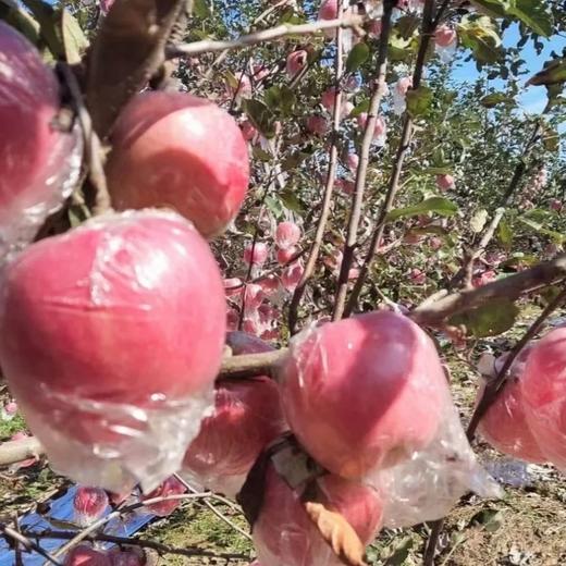 山西冰糖心红富士苹果 4.5斤/8.5斤 个头饱满果香浓郁，果肉嫩汁水多，一口就喜欢，吃过就难忘 商品图3