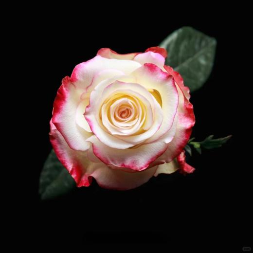 厄瓜多尔进口染色玫瑰Sweetness 甜心鲜切花10支 商品图0