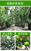 翡翠蜜枣 商品缩略图4