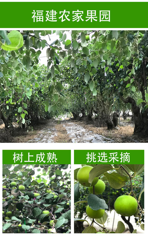翡翠蜜枣 商品图4