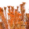 配花 | 染色金鹅绒橙 商品缩略图2