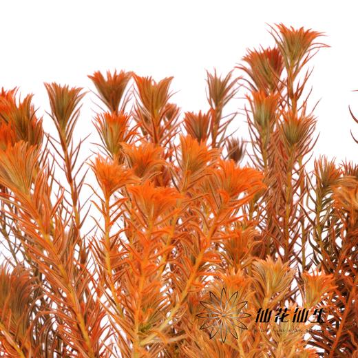 配花 | 染色金鹅绒橙 商品图2