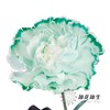 单头康乃馨 | 吸色薄荷绿【国产吸色，可能染色不均匀 介意慎拍】 商品缩略图1