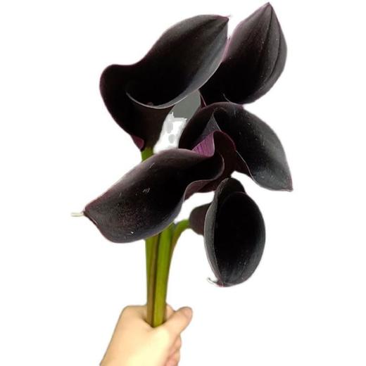 黑色马蹄莲5支 商品图0