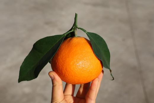 浙江象山  红美人果汁柑橘  Q弹似果冻  汁水丰富无比 商品图1