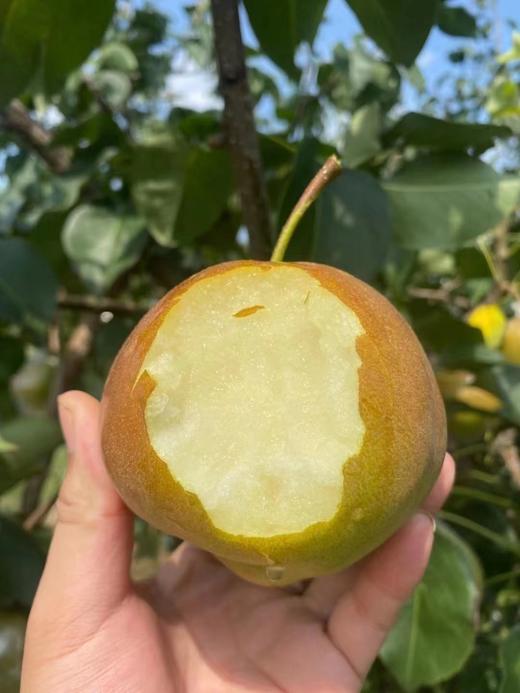 山西玉露香梨5.8元1斤，周三到 商品图9