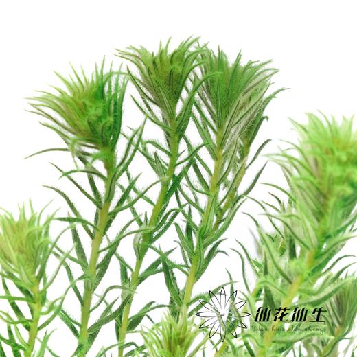 配花 | 染色金鹅绒翡翠绿 商品图2