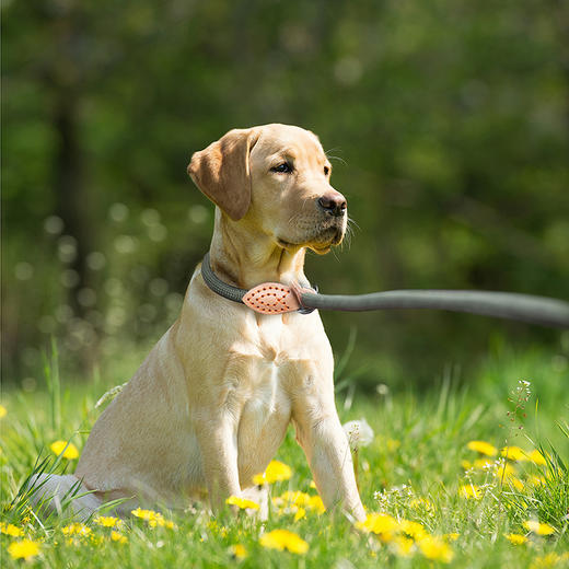 KELLYBABY宠物绳 商品图4