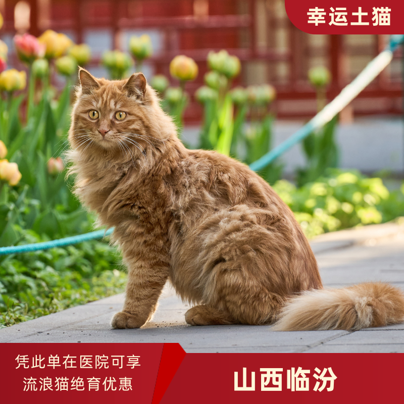 幸运土猫｜山西省临汾流浪猫TNR项目绝育优惠单 有效期1个月单次限拍10张❗️合作动物医院 运费专拍