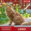 幸运土猫｜山西省临汾流浪猫TNR项目绝育优惠单 有效期1个月单次限拍10张❗️合作动物医院 运费专拍 商品缩略图0