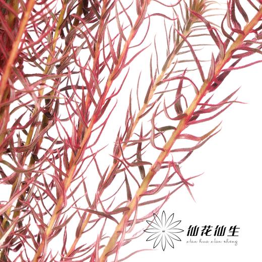 配花 | 染色金鹅绒桃粉 商品图2