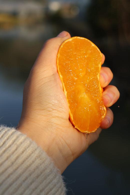 浙江象山  红美人果汁柑橘  Q弹似果冻  汁水丰富无比 商品图10