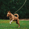 KELLYBABY宠物绳 商品缩略图2