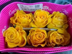 厄瓜多尔进口花材BRIGHTON布来顿原色玫瑰花鲜切花10支