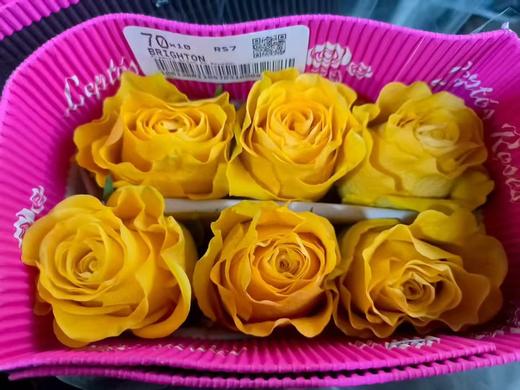 厄瓜多尔进口花材BRIGHTON布来顿原色玫瑰花鲜切花10支 商品图0