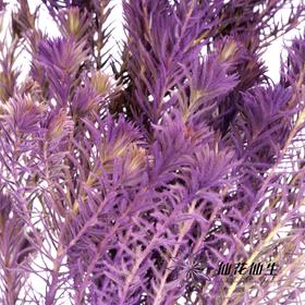 配花 | 染色金鹅绒紫