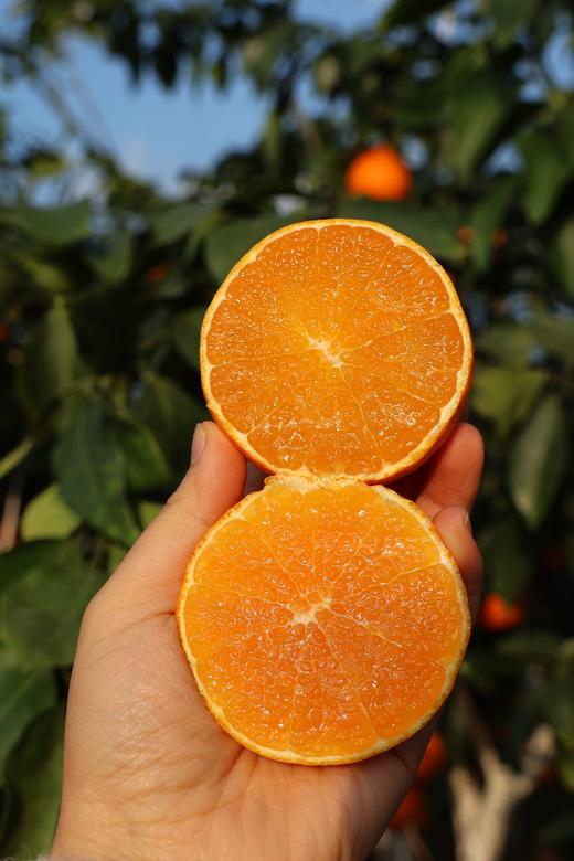 浙江象山  红美人果汁柑橘  Q弹似果冻  汁水丰富无比 商品图2