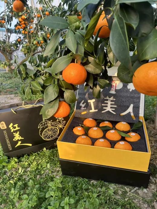 柑橘天花板「红美人」！香甜Q弹 可以吸着喝的爆汁果冻！ 商品图1